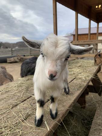 anna baby goat