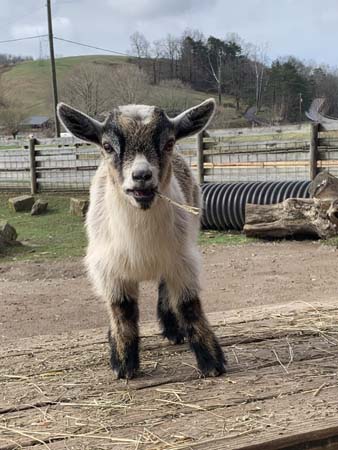 Arendelle baby goat