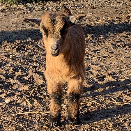 pygmy goat, Hansel