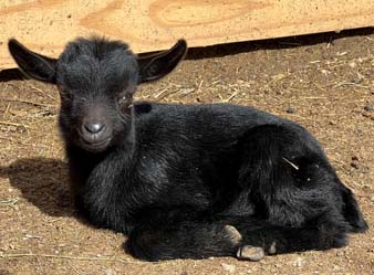 Ethel, goat
