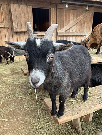 Humphrey goat