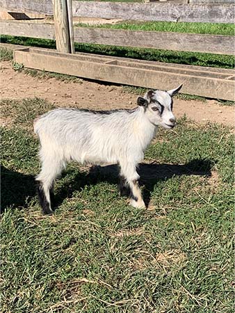 Lillian goat