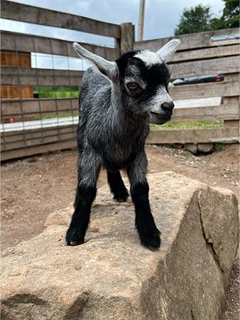 Mirabel baby goat