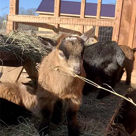 pygmy goat, Gretel