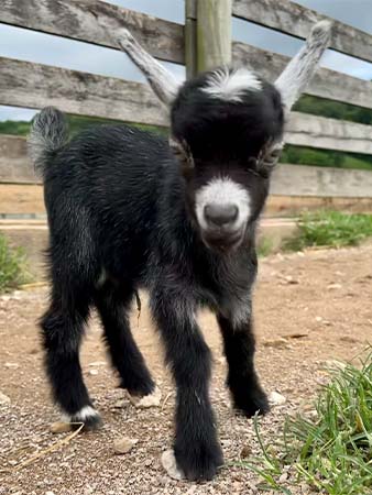belle baby goat