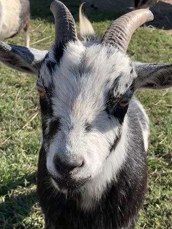 hansel goat