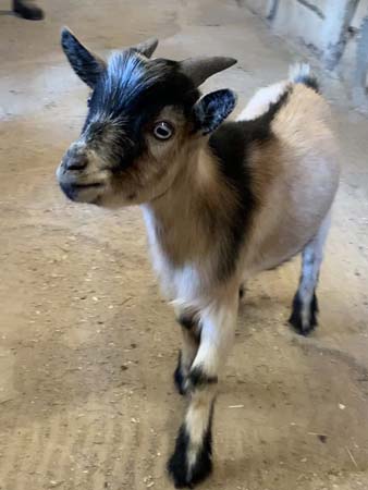 jack goat