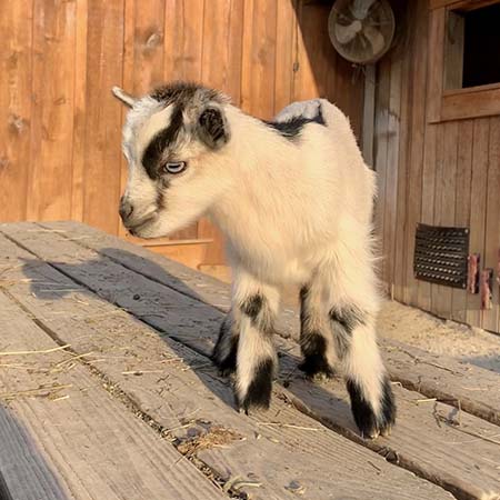 pygmy goat, Jack