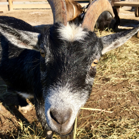 pygmy goat, charity