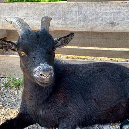 pygmy goat, theodore