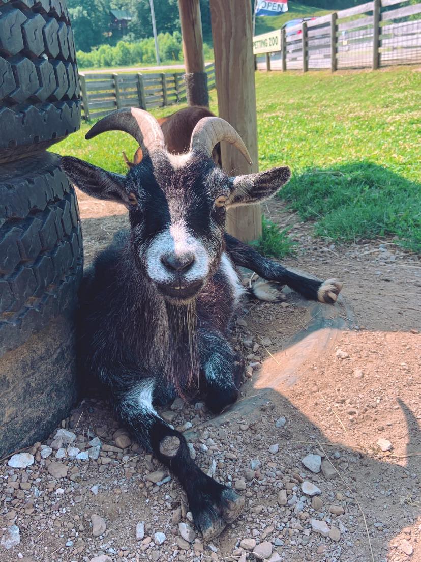 pygmy goat, Brice sitting next to tires