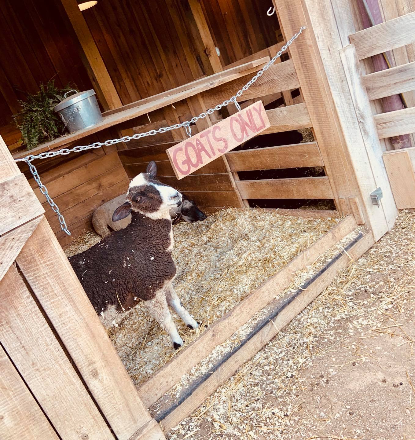 lamb in goats sleeping area