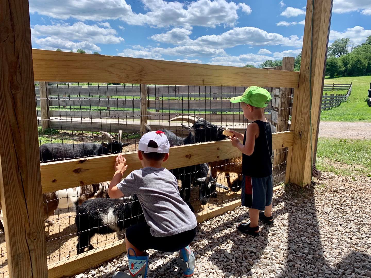 2 boys feeding animals at fence