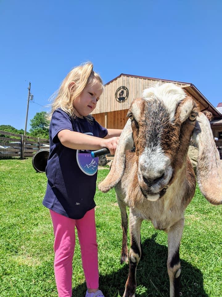 girl brushing goat
