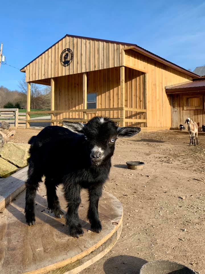 pygmy goat, Gretel standing on barrel at farm
