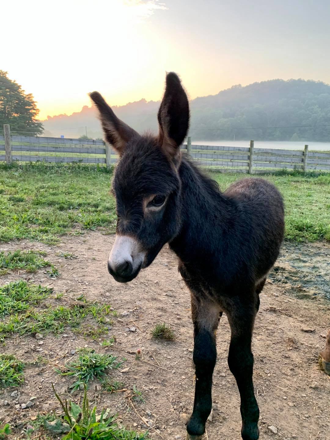 Baby donkey Zeke