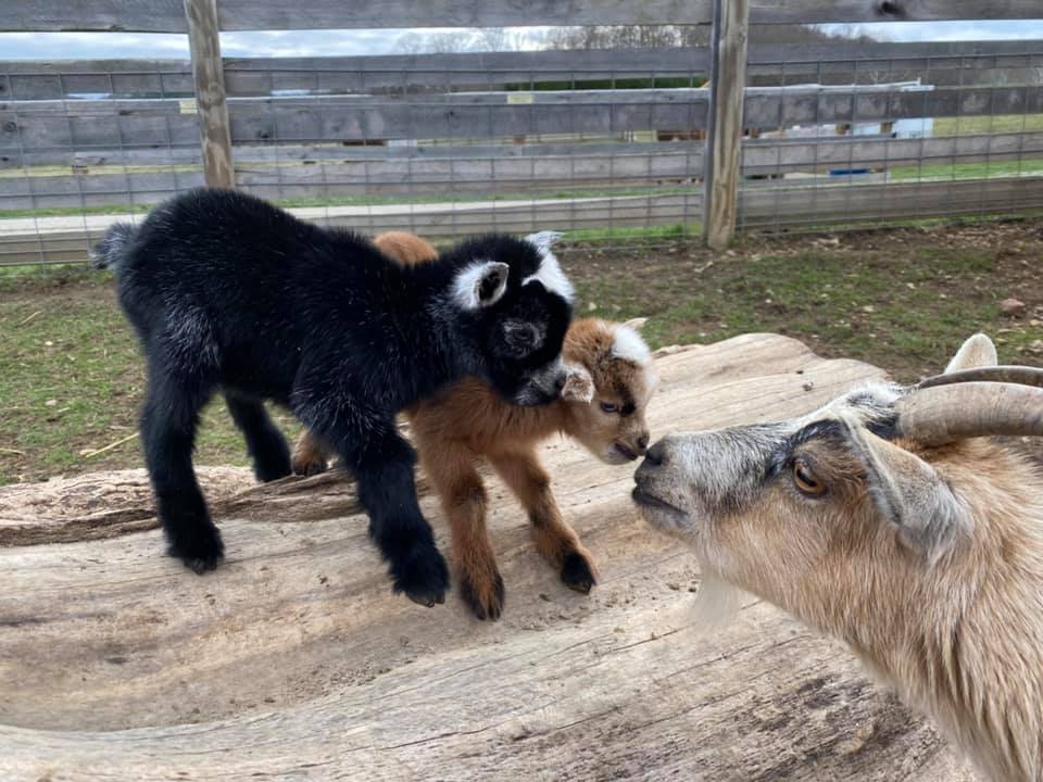 goats kissing mom