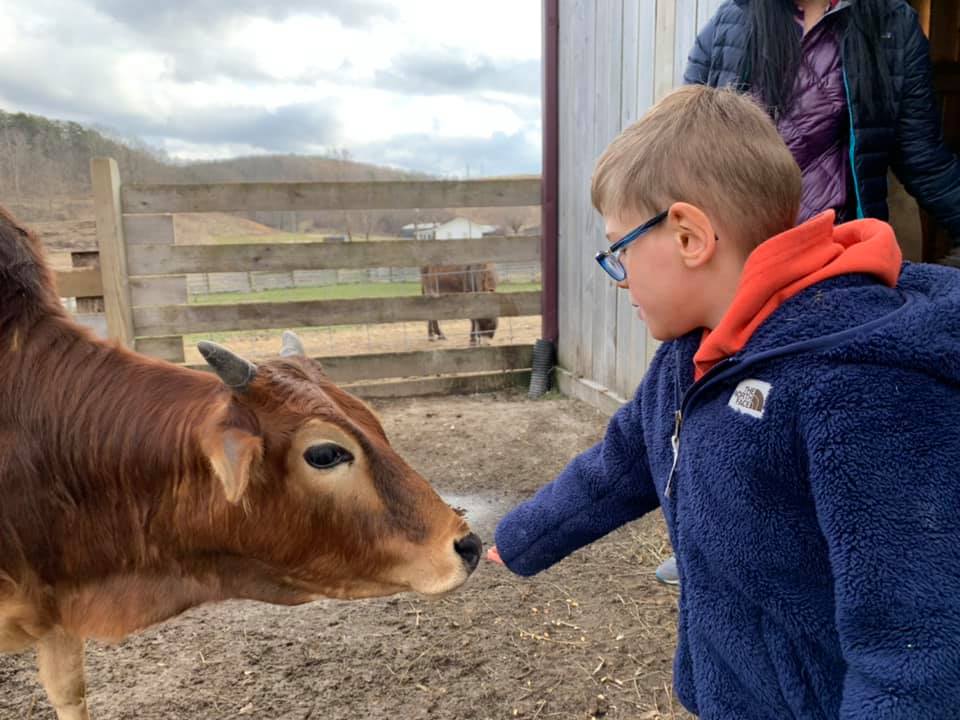 boy touching cow