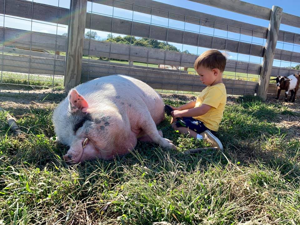 pig lying down and boy brushing