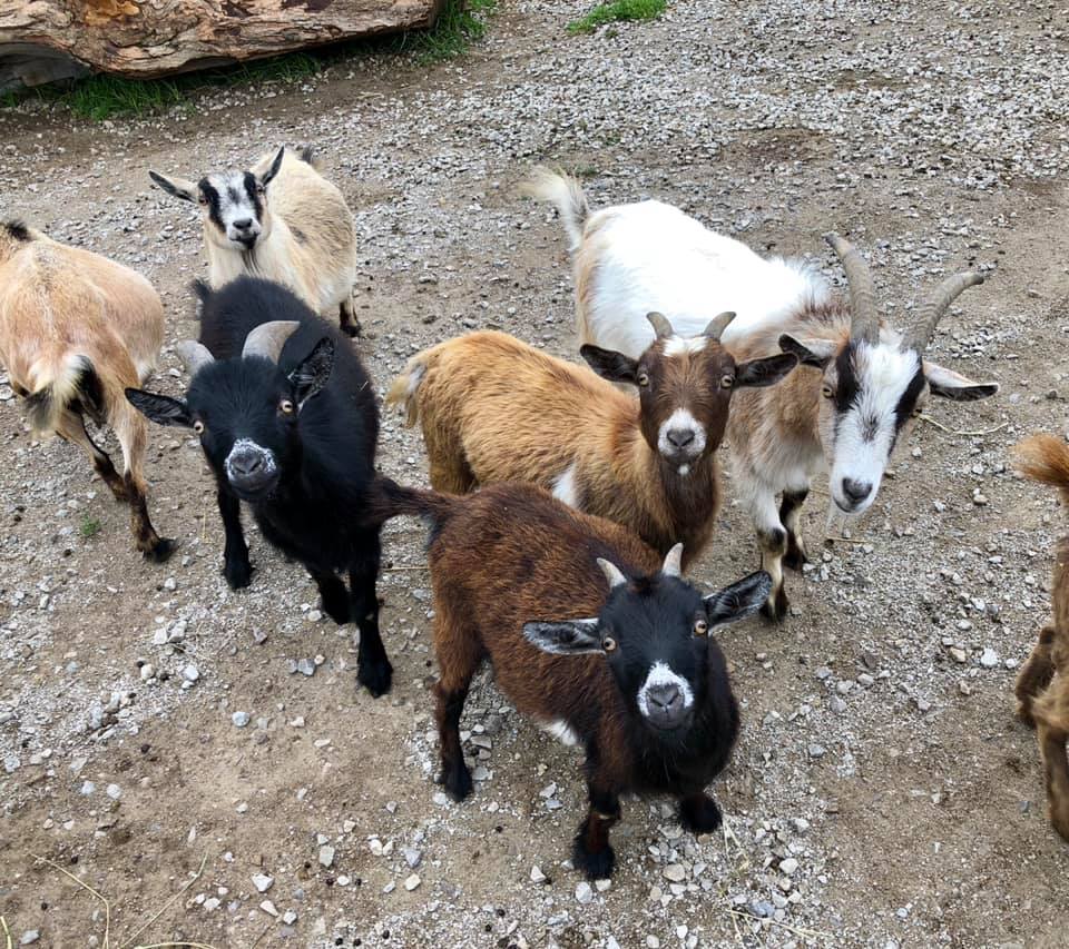 group of goats on farm