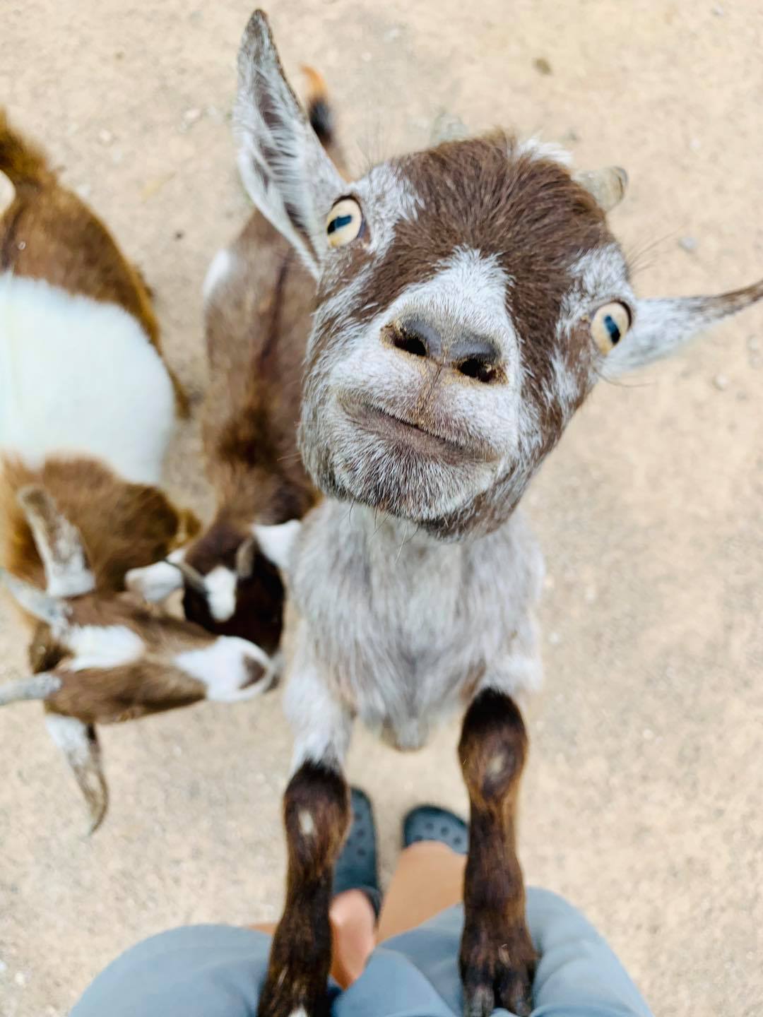 goat, Caroline smiling for camera